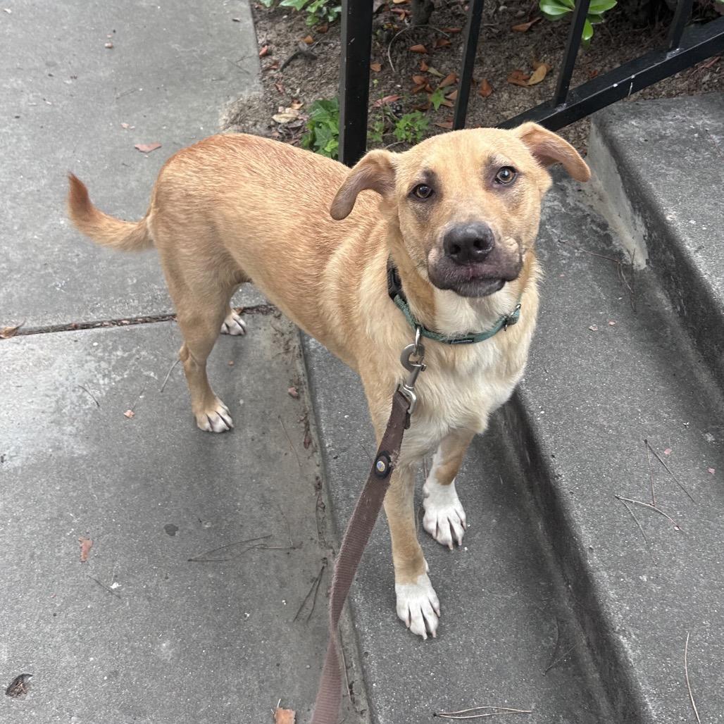 Enlarge Boots, a Adoptable mixed breed in San Diego, CA image 6/6