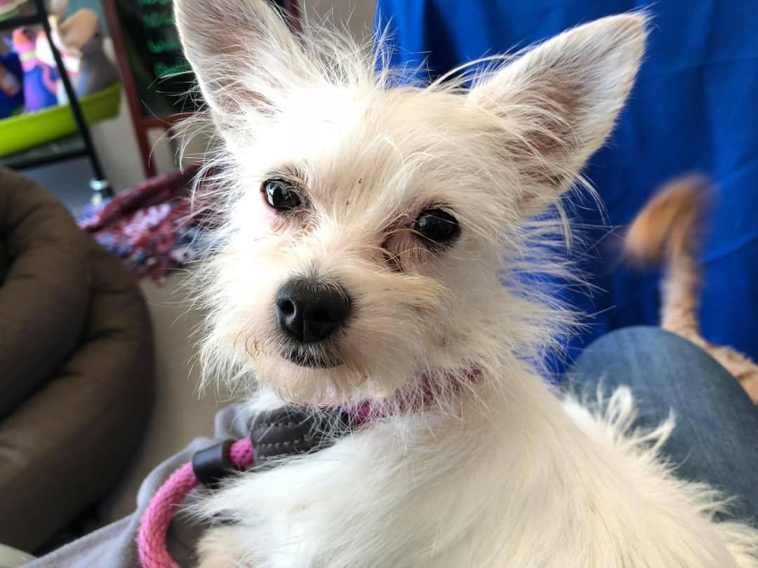 Chloe, Adoptable, Adult Female Chihuahua & Terrier.