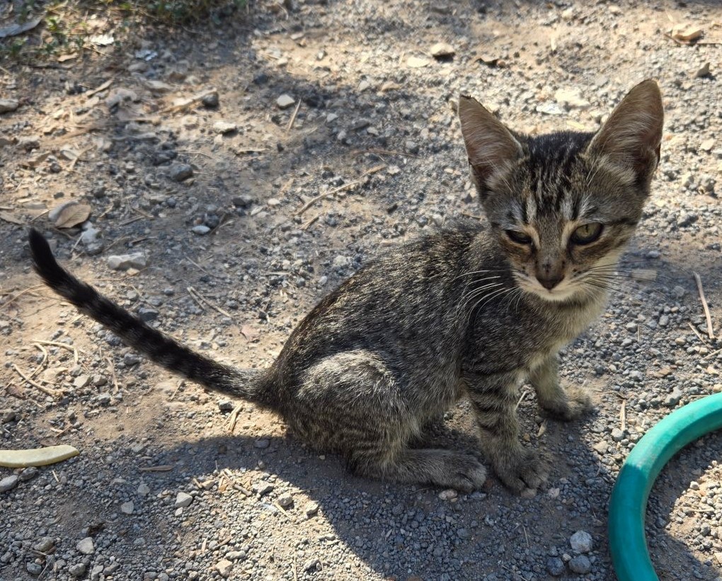 Sheridy Kalak's Grey Tabbies, a Adopted Domestic Short Hair in Seguin, TX image 1/2