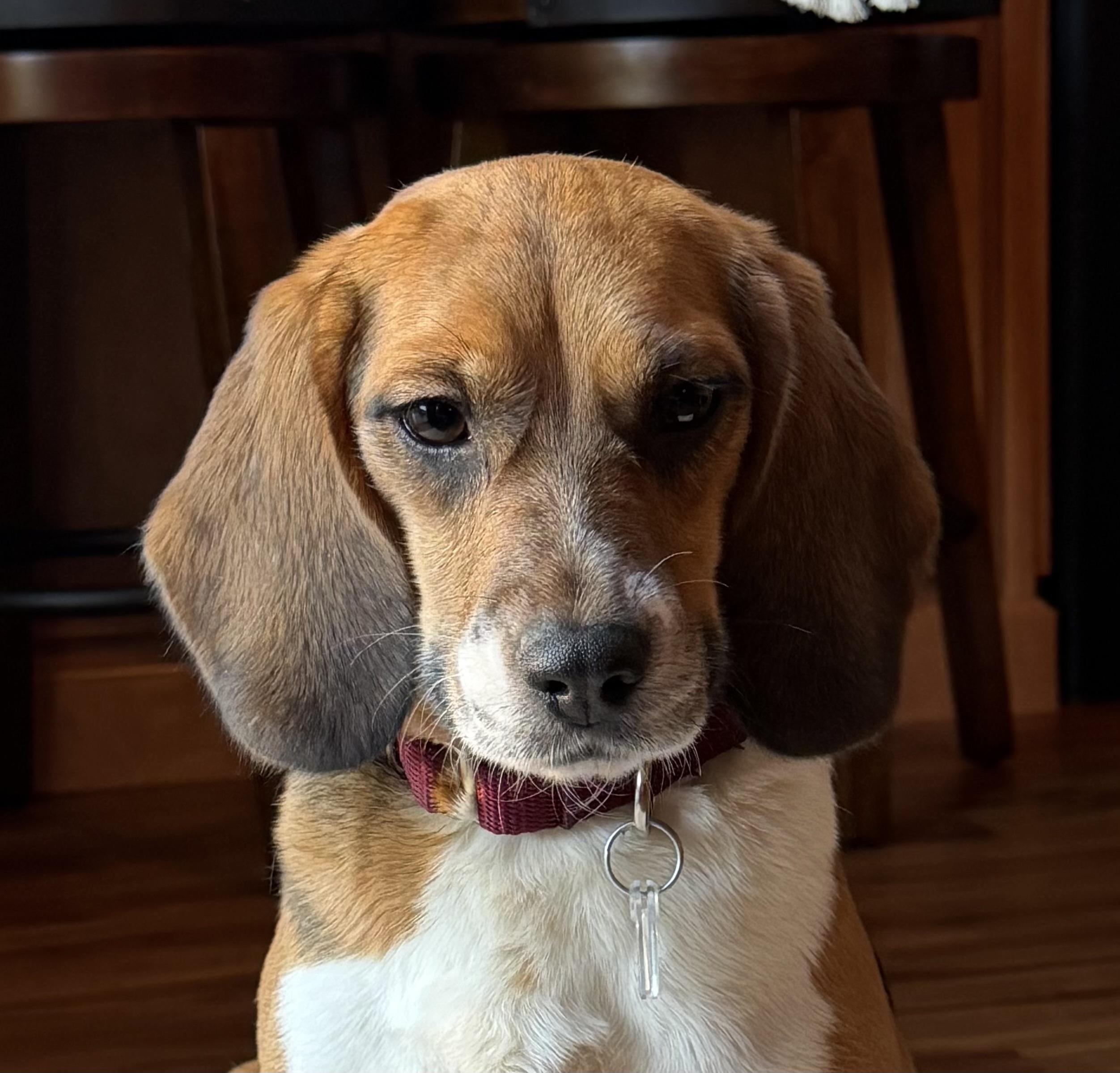 Enlarge Mabel, a Adoptable Beagle in South Plainfield, NJ image 1/3