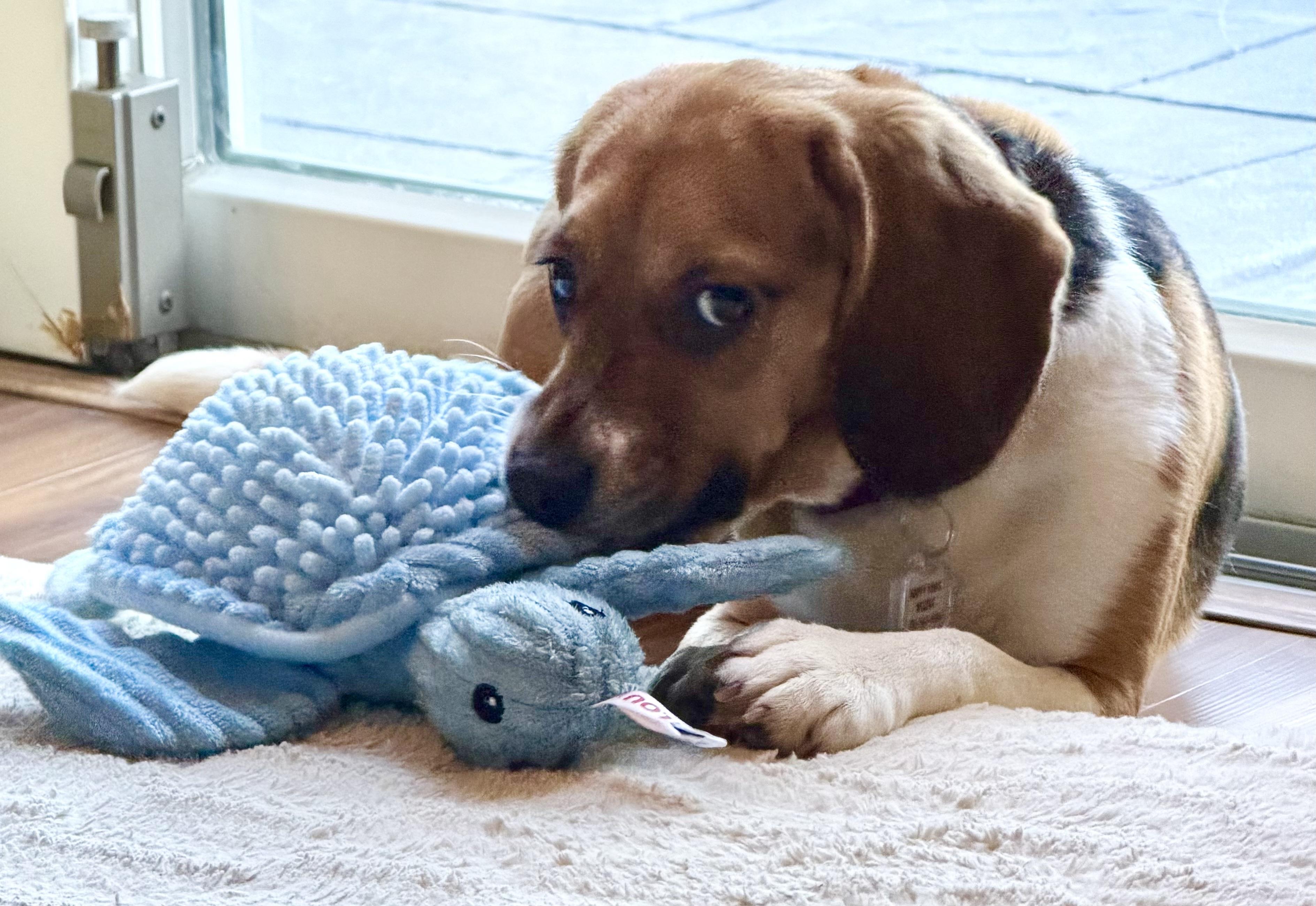 Enlarge Mabel, a Adoptable Beagle in South Plainfield, NJ image 2/3