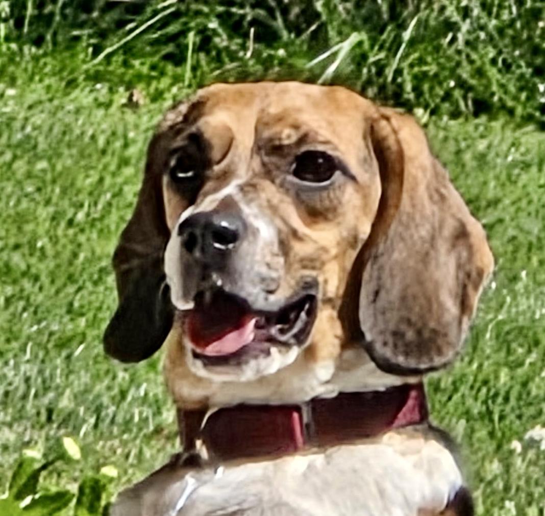 Enlarge Mabel, a Adoptable Beagle in South Plainfield, NJ image 3/3