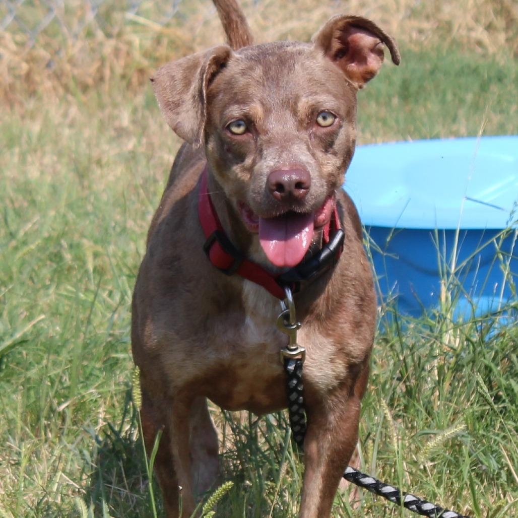 Pickle, Adoptable, Adult Female Terrier & Mixed Breed.