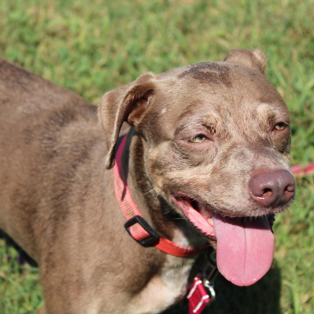 Enlarge Pickle, a Adoptable mixed breed in Cleveland, MS image 2/6
