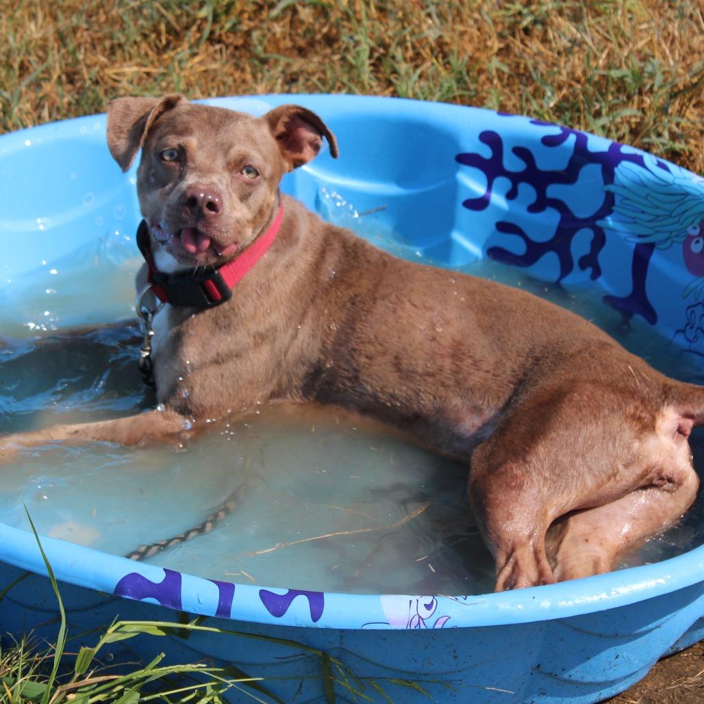 Enlarge Pickle, a Adoptable mixed breed in Cleveland, MS image 3/6