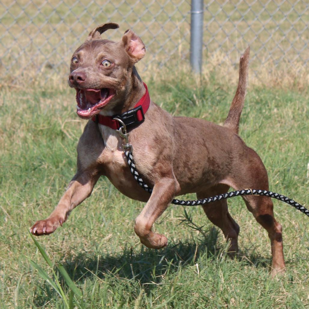 Enlarge Pickle, a Adoptable mixed breed in Cleveland, MS image 4/6