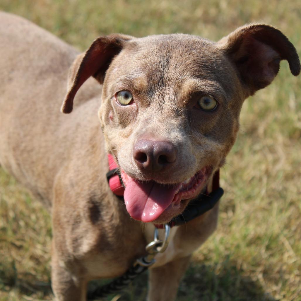 Enlarge Pickle, a Adoptable mixed breed in Cleveland, MS image 5/6