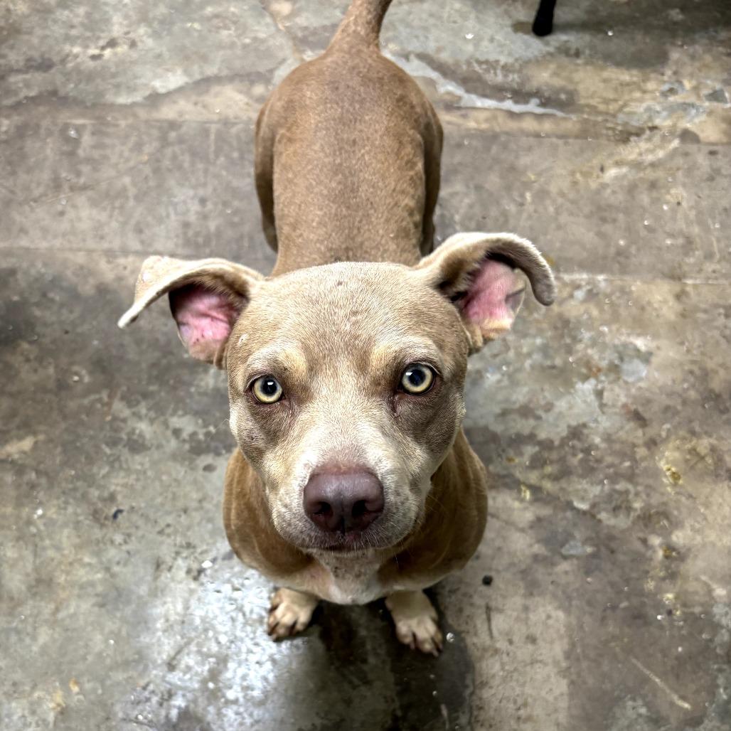 Enlarge Pickle, a Adoptable mixed breed in Cleveland, MS image 6/6