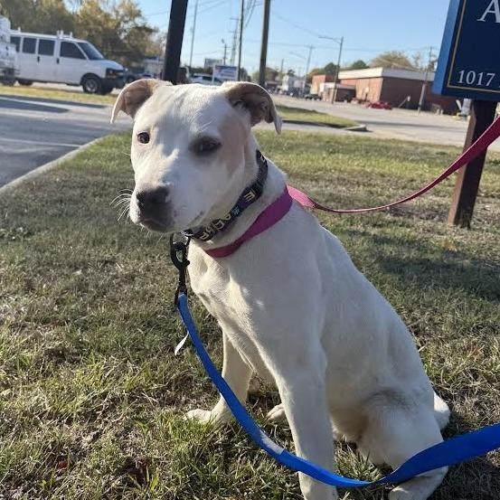 Reba, Adoptable, Young Female Mixed Breed.