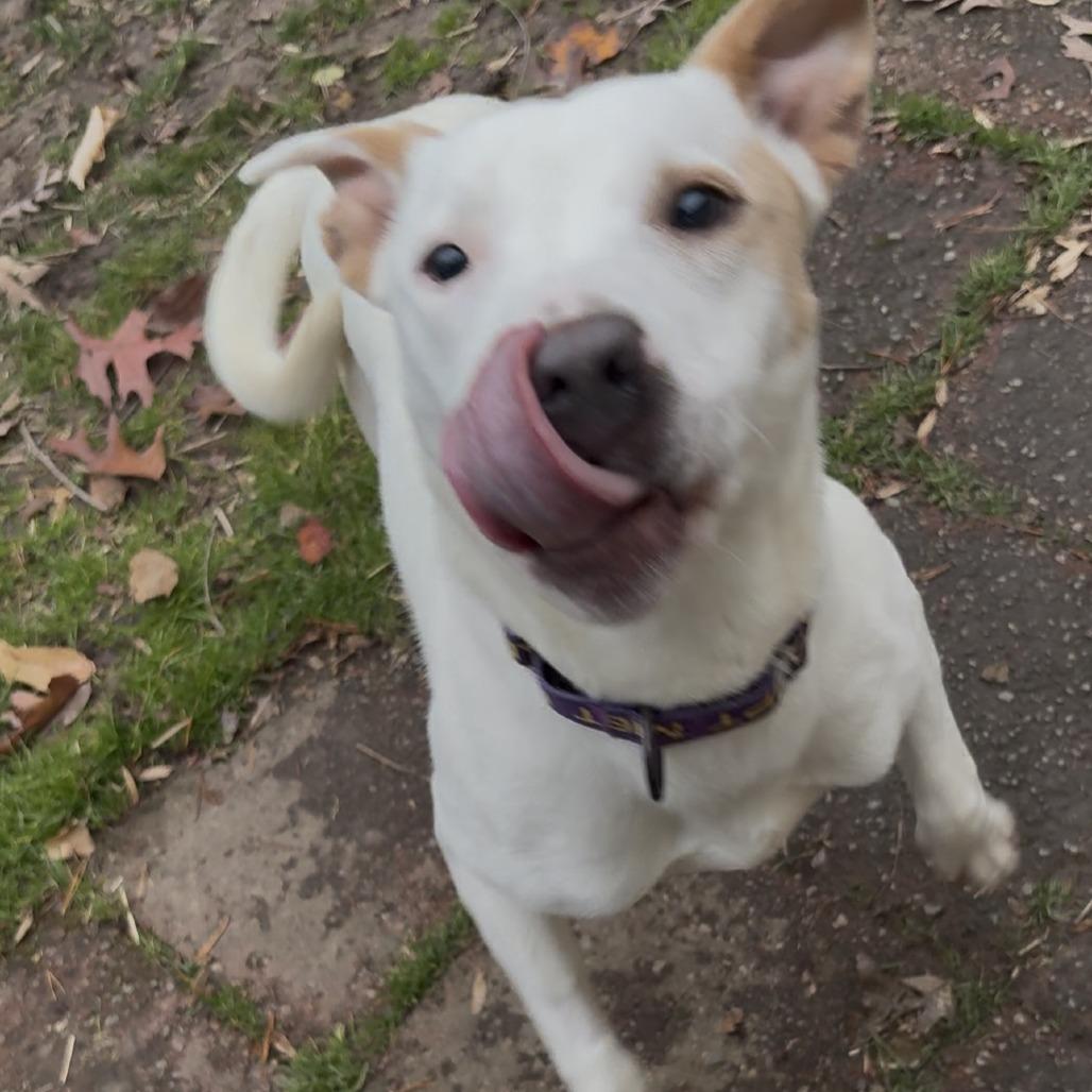 Enlarge Reba, a Adoptable Mixed Breed in Auburn, NH image 2/3