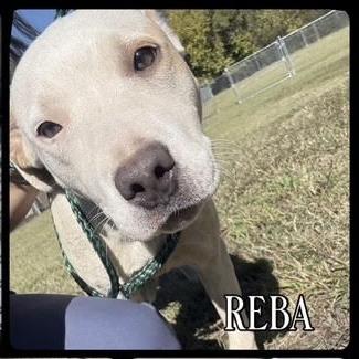 Enlarge Reba, a Adoptable Mixed Breed in Auburn, NH image 3/3