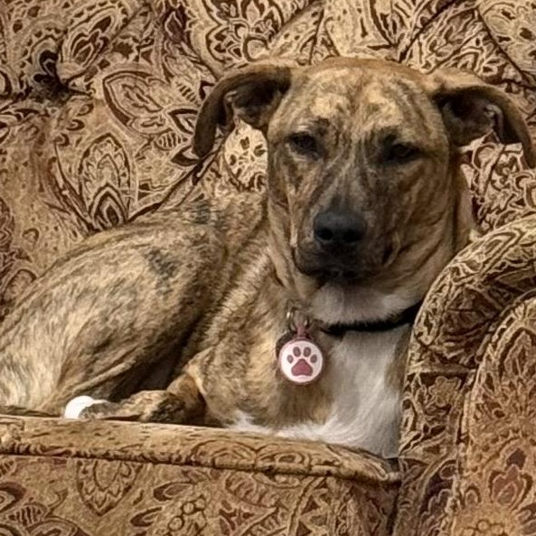 Enlarge Rosey, a ADOPTABLE mixed breed in Rochester, NY image 1/5