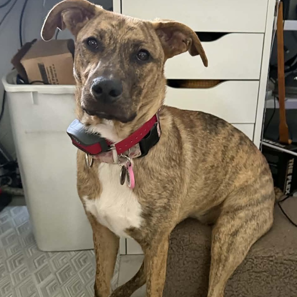 Bambi, ADOPTABLE, Young Female Plott Hound.