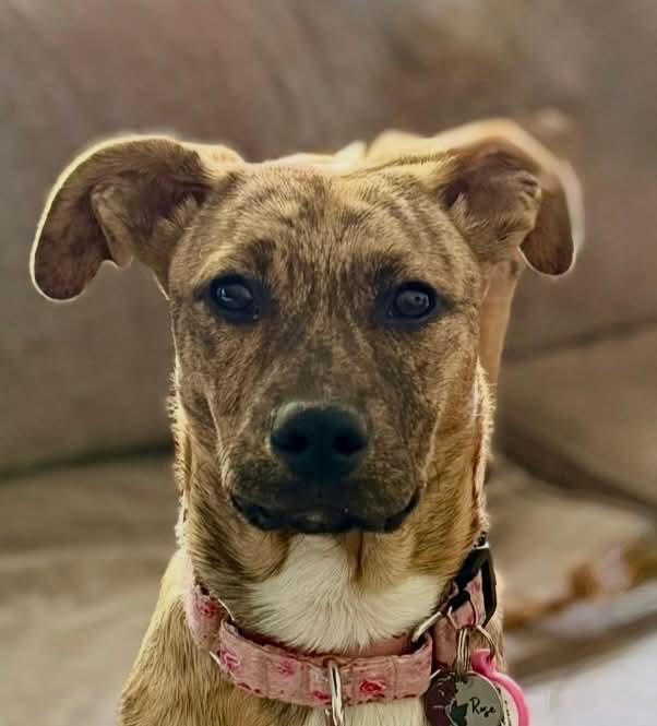 Enlarge Rosey, a ADOPTABLE mixed breed in Rochester, NY image 3/5