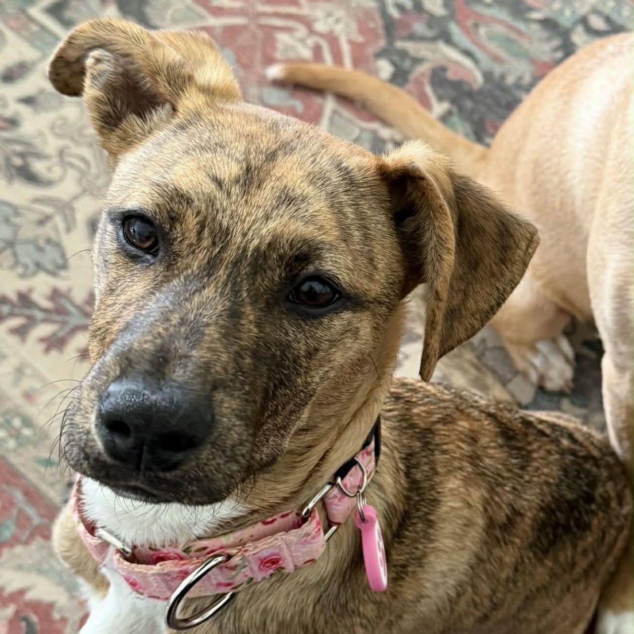 Enlarge Rosey, a ADOPTABLE mixed breed in Rochester, NY image 4/5