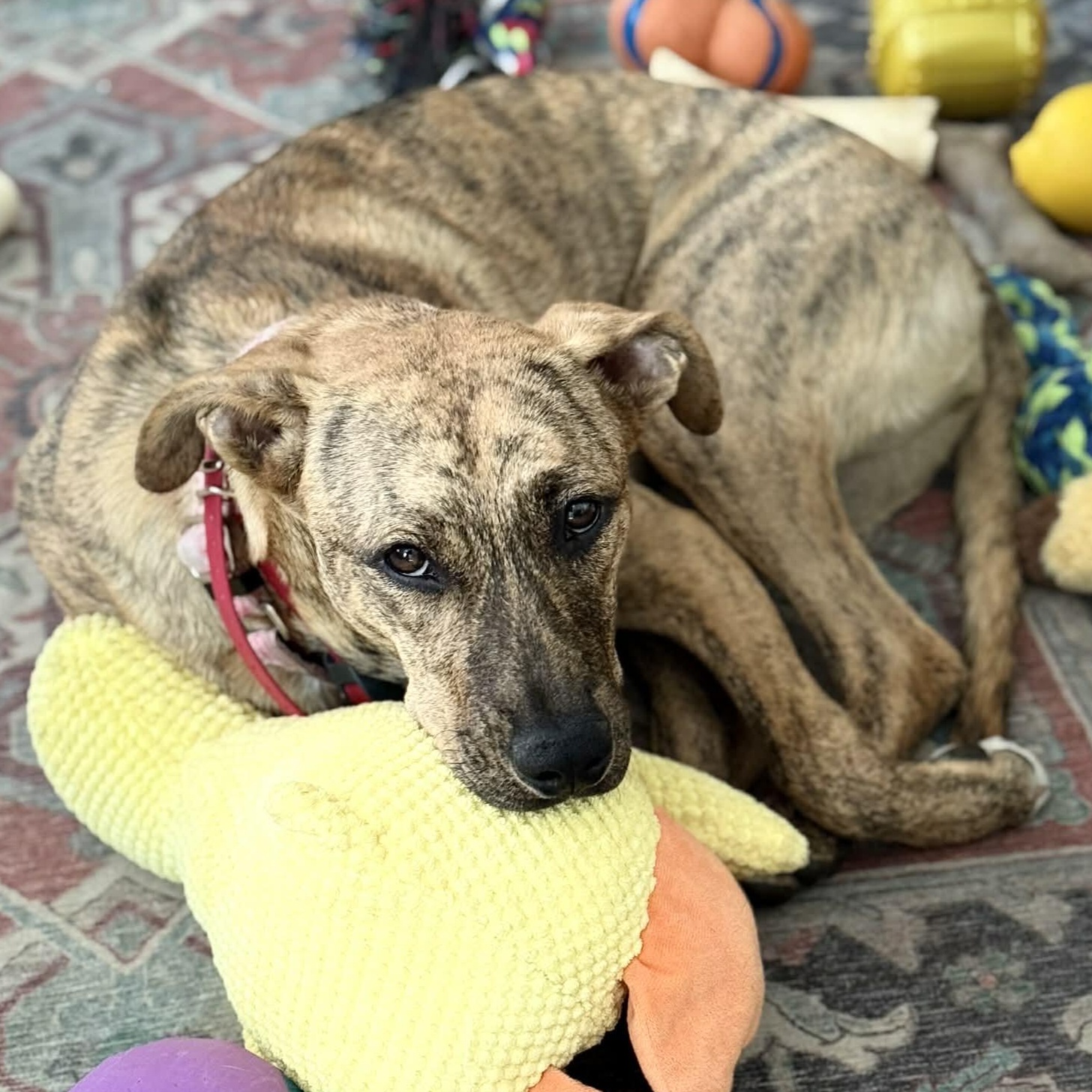 Enlarge Rosey, a ADOPTABLE mixed breed in Rochester, NY image 5/5