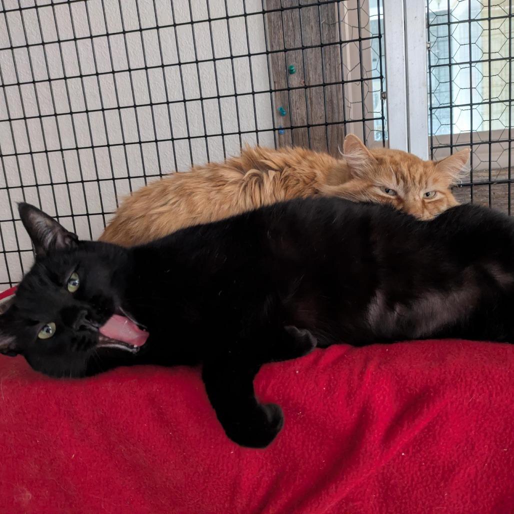 Enlarge Mango, a Adoptable Domestic Medium Hair in Santa Rosa, CA image 4/6