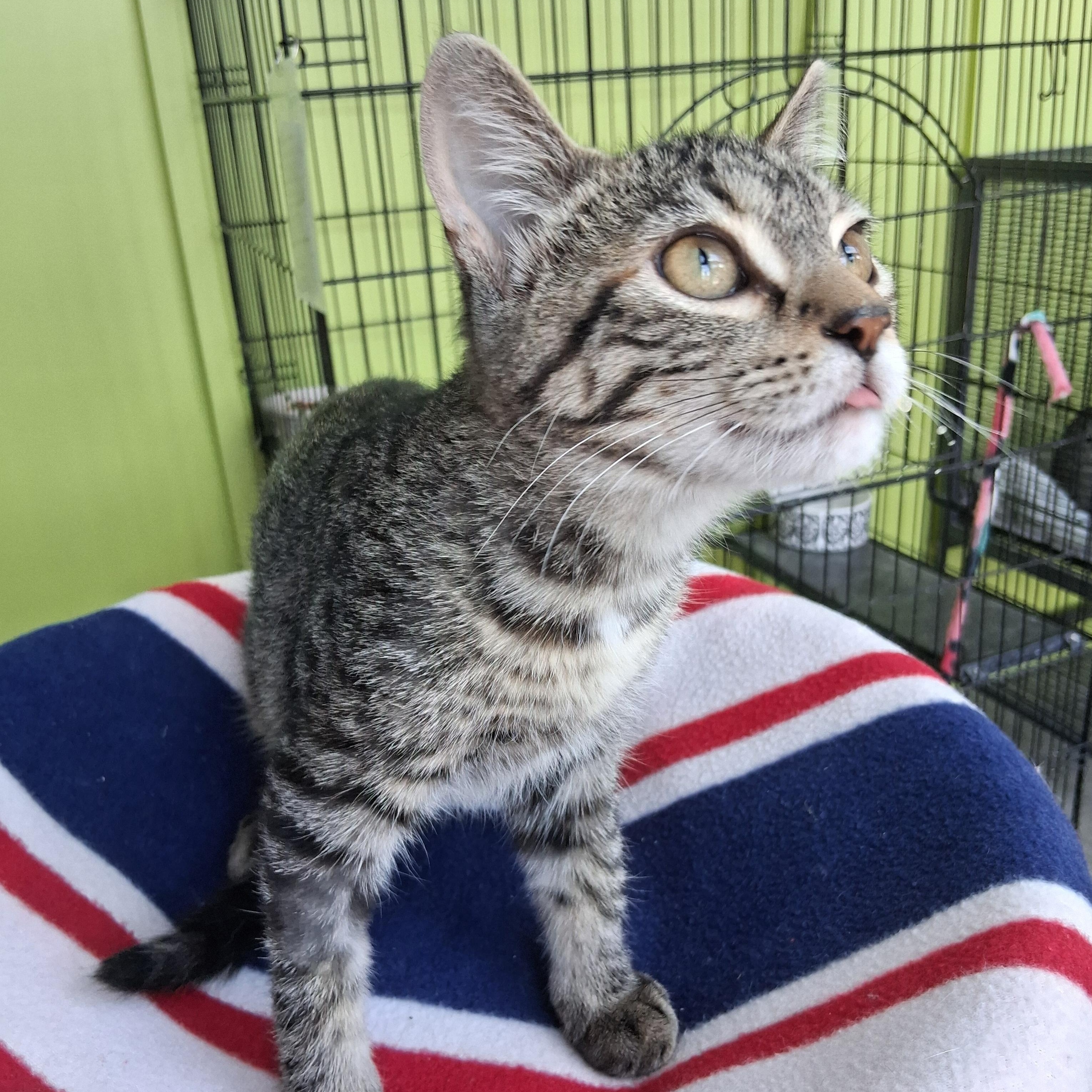 Pugsley, ADOPTABLE, Kitten Female Domestic Short Hair.