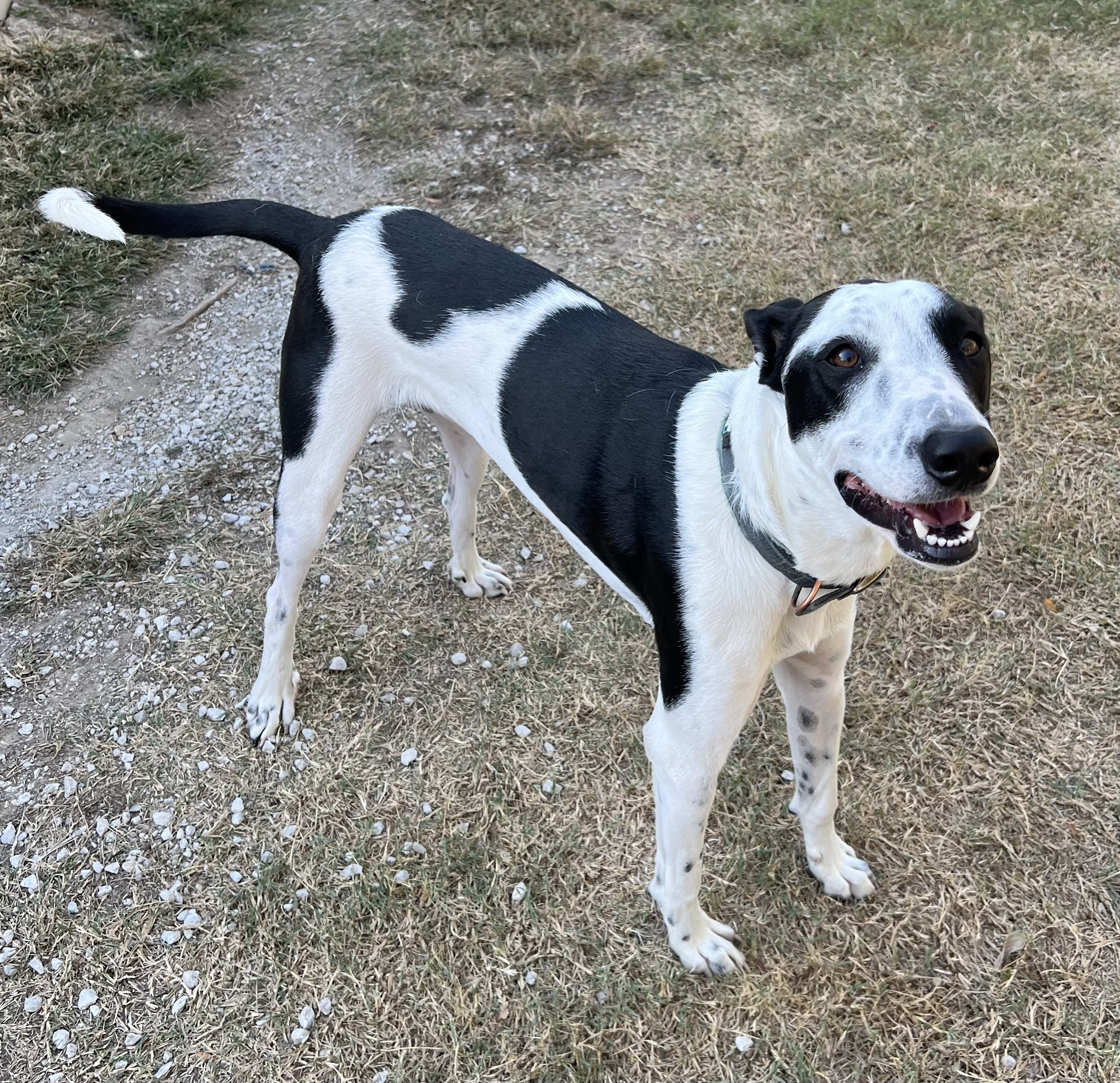 Dog for adoption Domino, a Greyhound in East Haddam , CT Petfinder