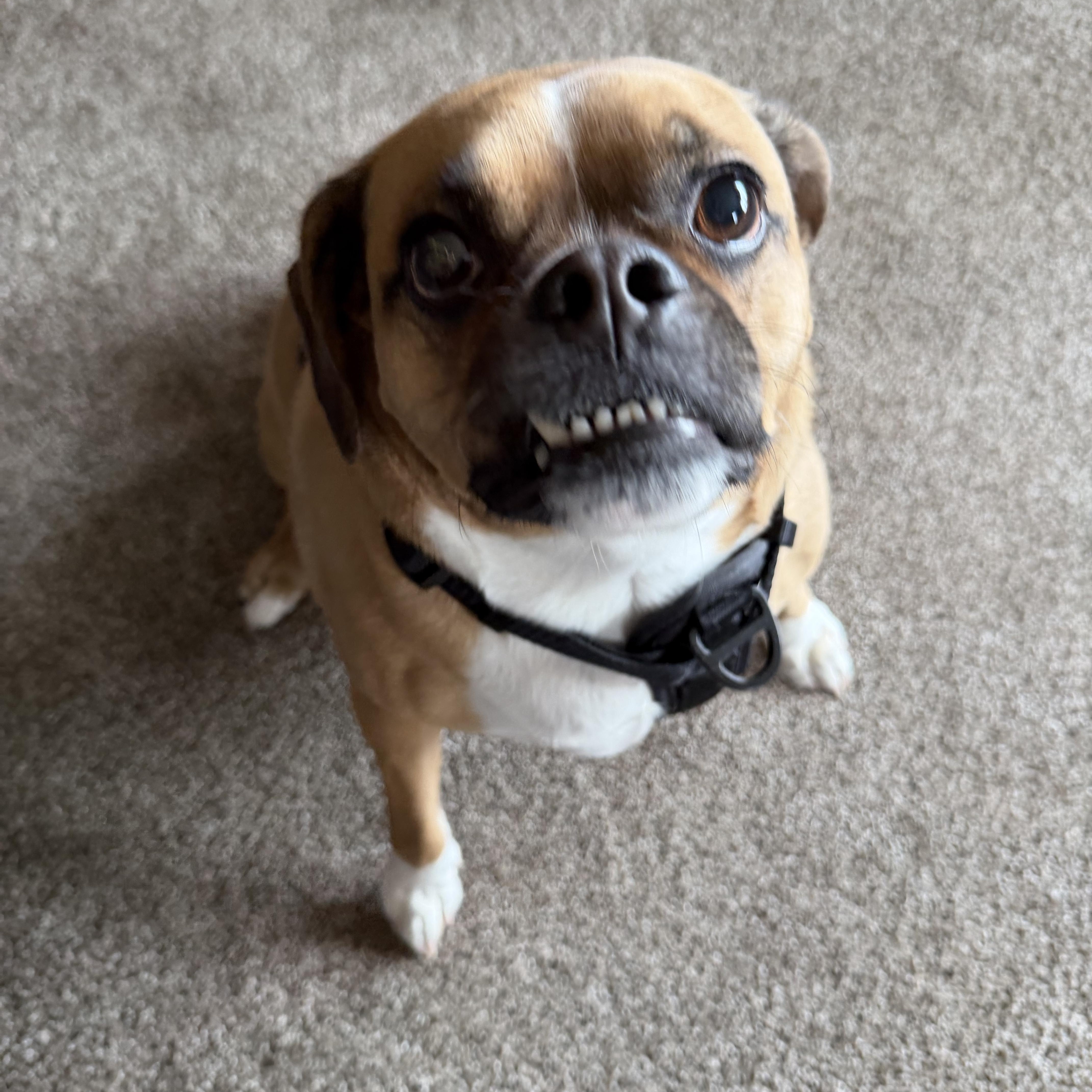 Enlarge Baxter, a ADOPTABLE mixed breed in Bettendorf, IA image 3/3