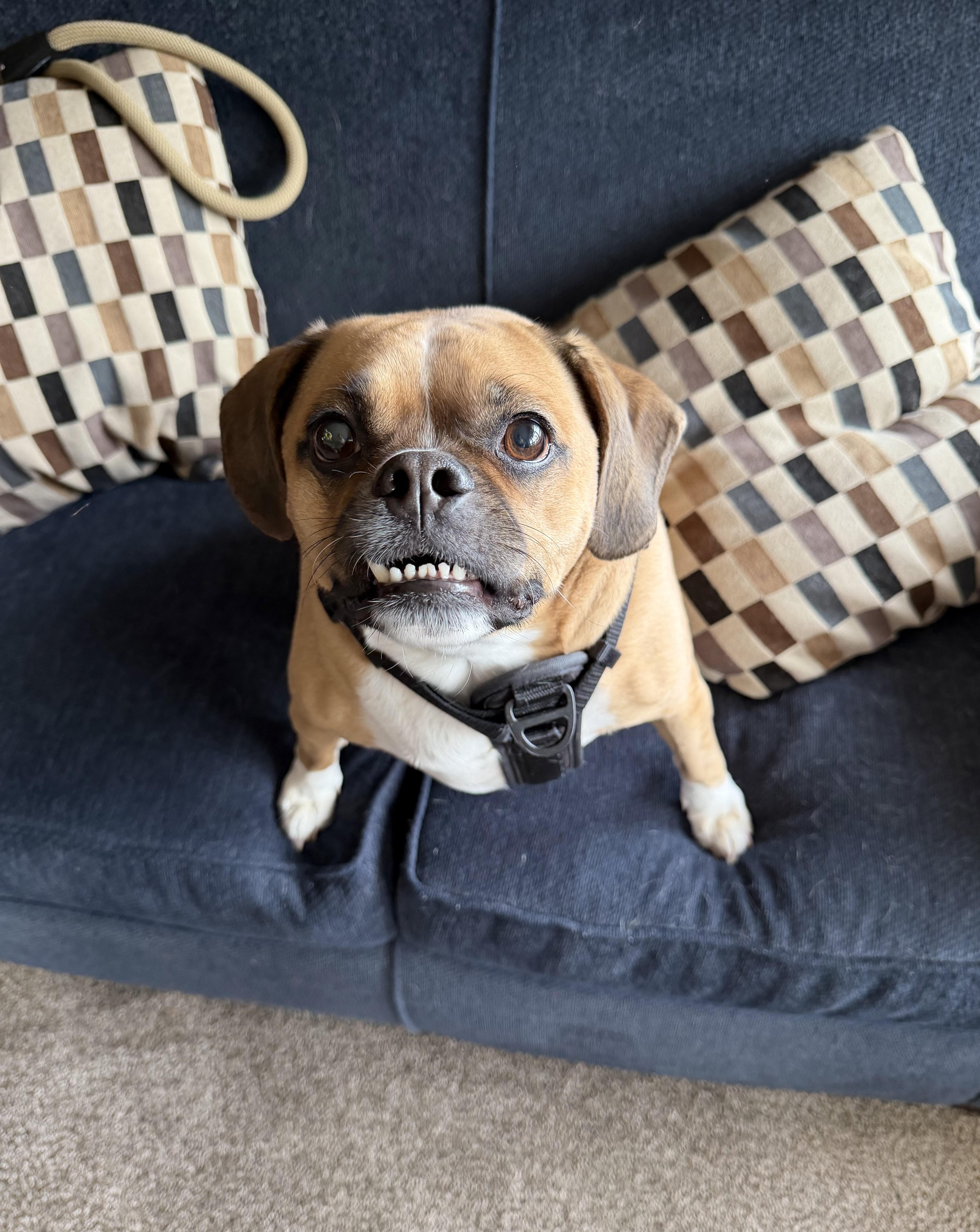 Baxter, ADOPTABLE, Adult Male Puggle.