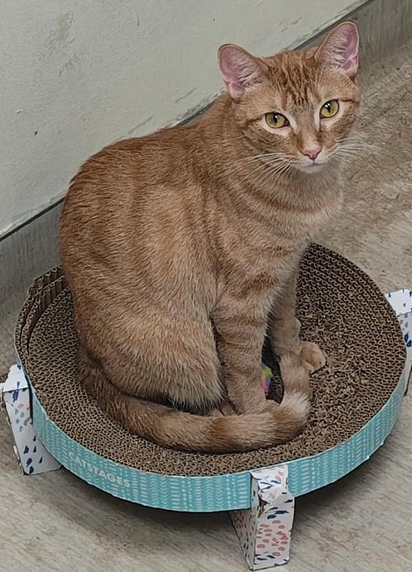 Enlarge Missy, a Adoptable Domestic Short Hair image 1/1