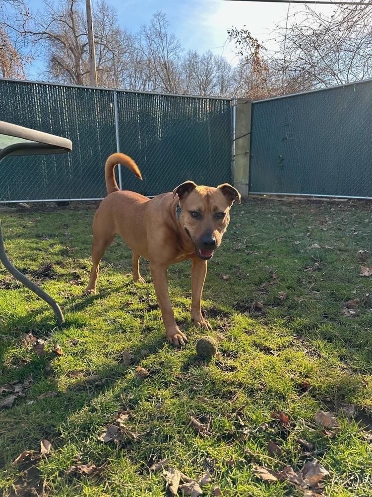 AC - Barnum, a Adoptable mixed breed in Brewster , NY image 1/22