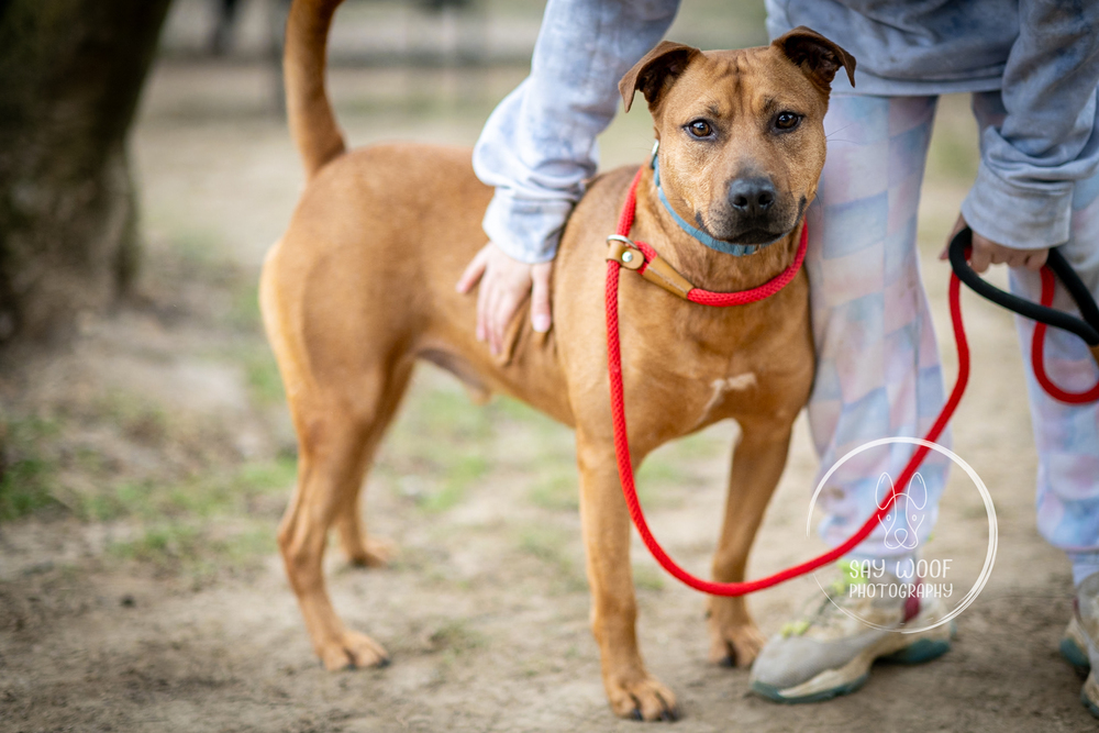 AC - Barnum, a Adoptable mixed breed in Brewster , NY image 2/22