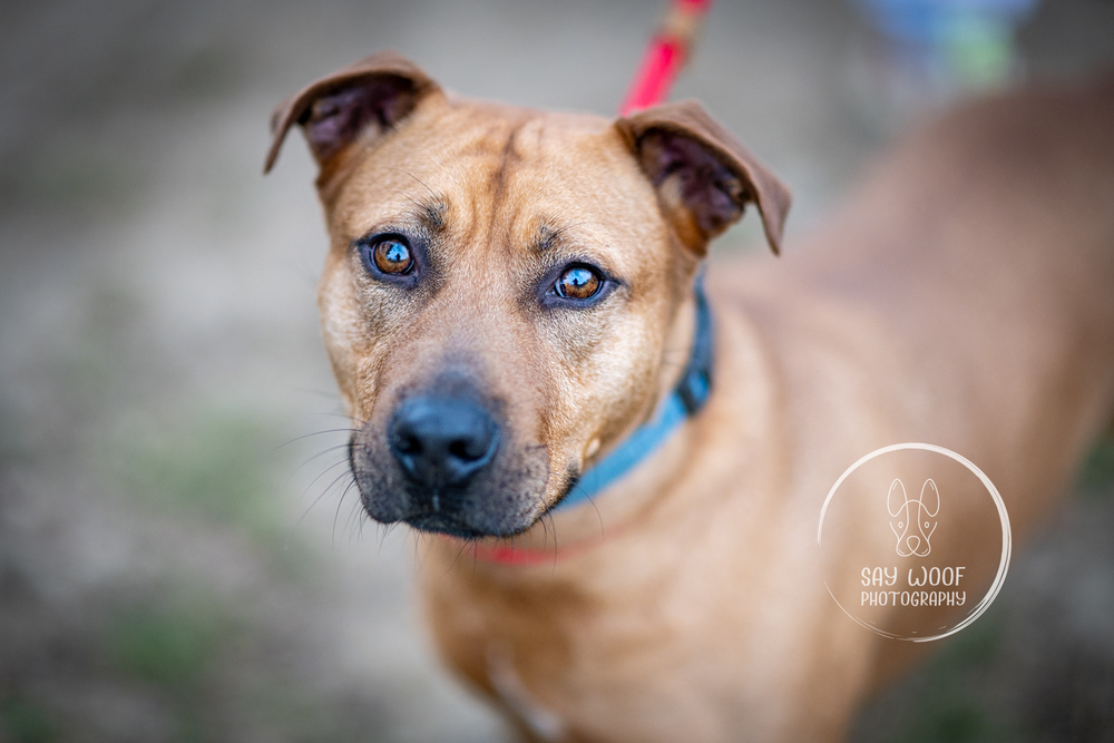 AC - Barnum, a Adoptable mixed breed in Brewster , NY image 3/22