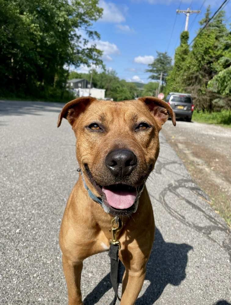 AC - Barnum, a Adoptable mixed breed in Brewster , NY image 4/22