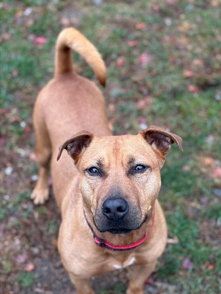 Barnum, a Adoptable mixed breed in Brewster , NY image 3/6