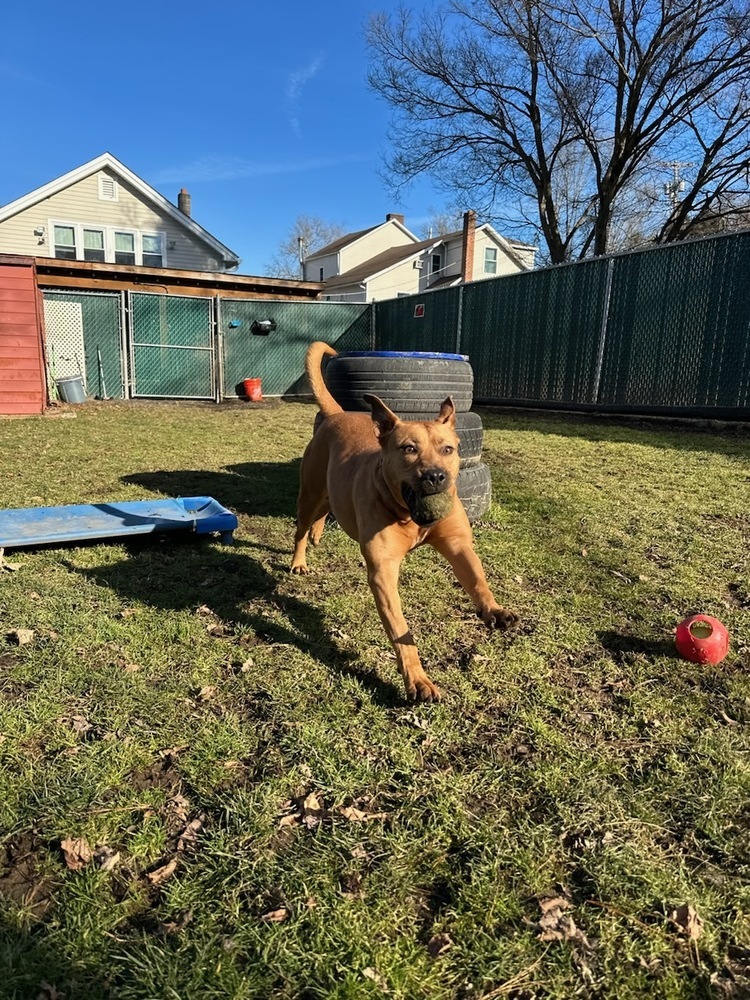 AC - Barnum, a Adoptable mixed breed in Brewster , NY image 5/22