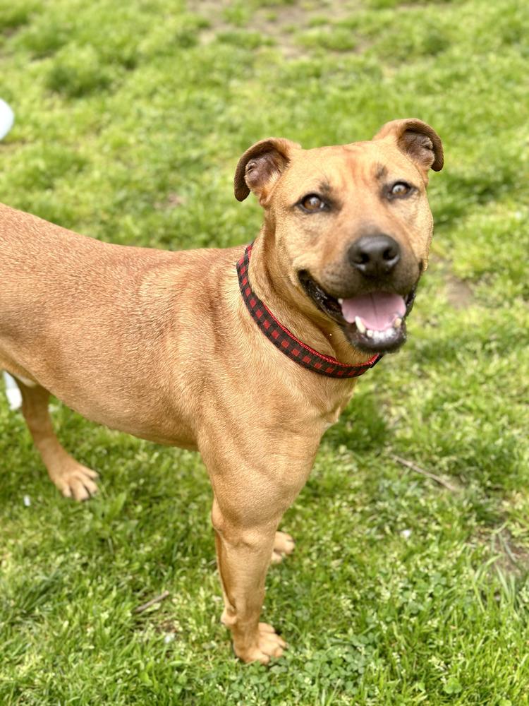 Enlarge Barnum, a Adoptable mixed breed in Brewster , NY image 4/6
