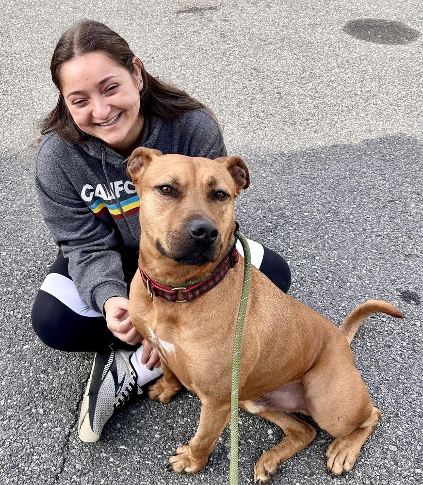 Barnum, a Adoptable mixed breed in Brewster , NY image 4/6