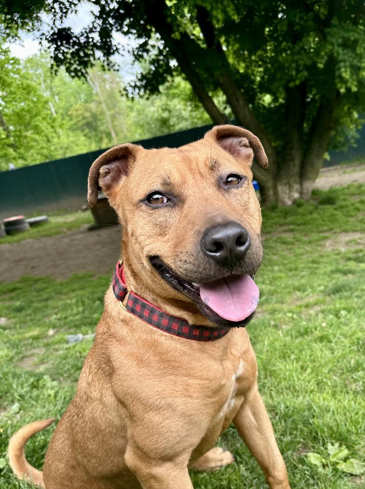 Barnum, a Adoptable mixed breed in Brewster , NY image 5/6