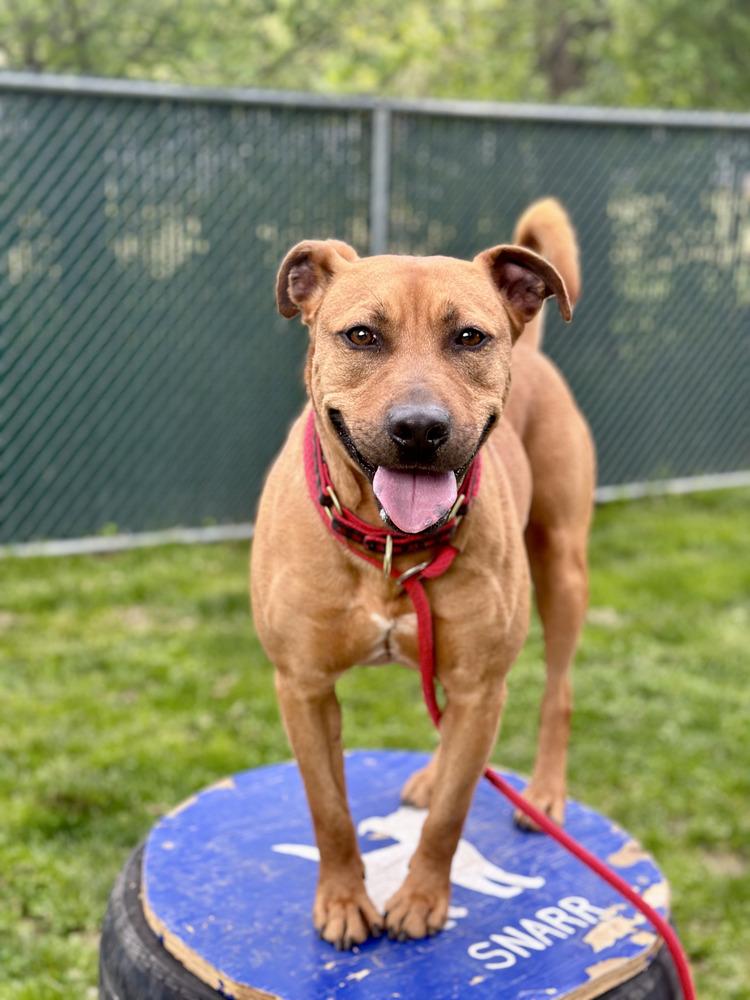 Barnum, a Adoptable mixed breed in Brewster , NY image 6/6