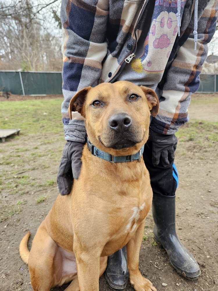 Enlarge AC - Barnum, a Adoptable mixed breed in Brewster , NY image 13/22