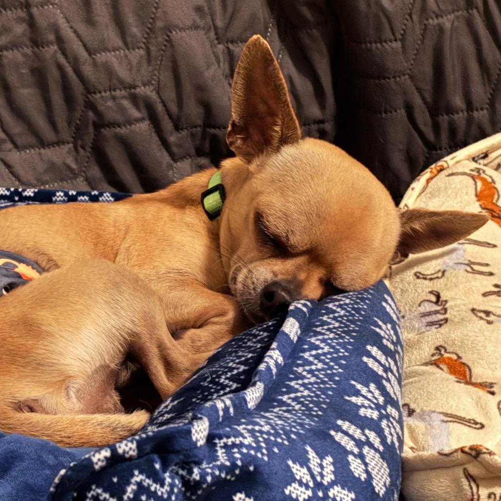 H. Essen, Adoptable, Adult Male Chihuahua.
