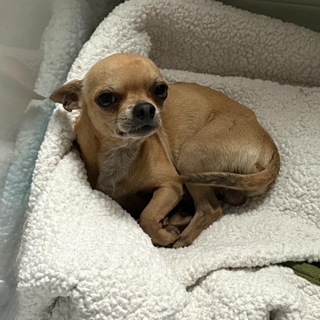 Enlarge H. Essen, a Adoptable Chihuahua in Katy, TX image 2/5