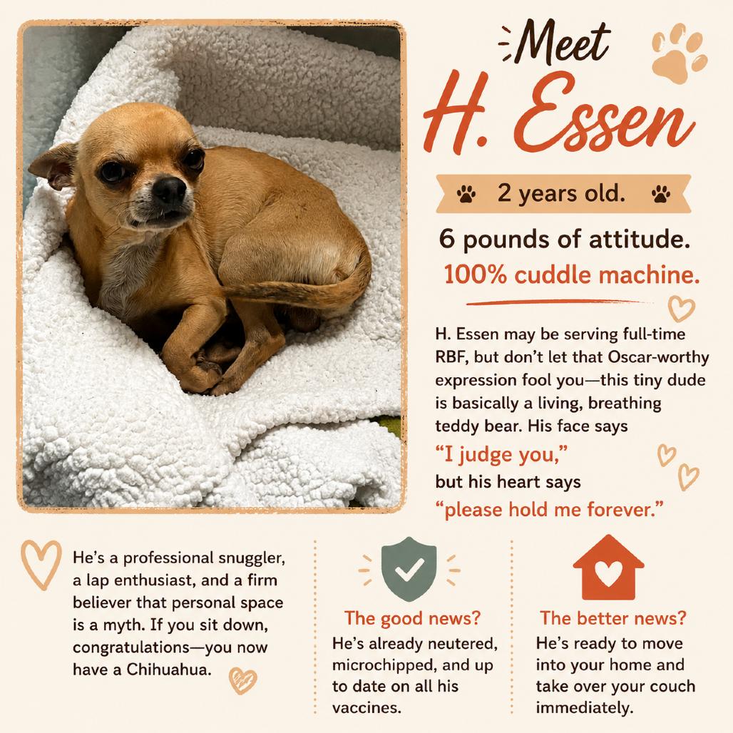 Enlarge H. Essen, a Adoptable Chihuahua in Katy, TX image 3/5