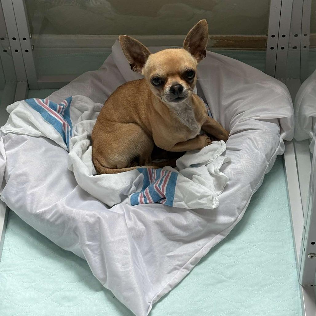 Enlarge H. Essen, a Adoptable Chihuahua in Katy, TX image 4/5