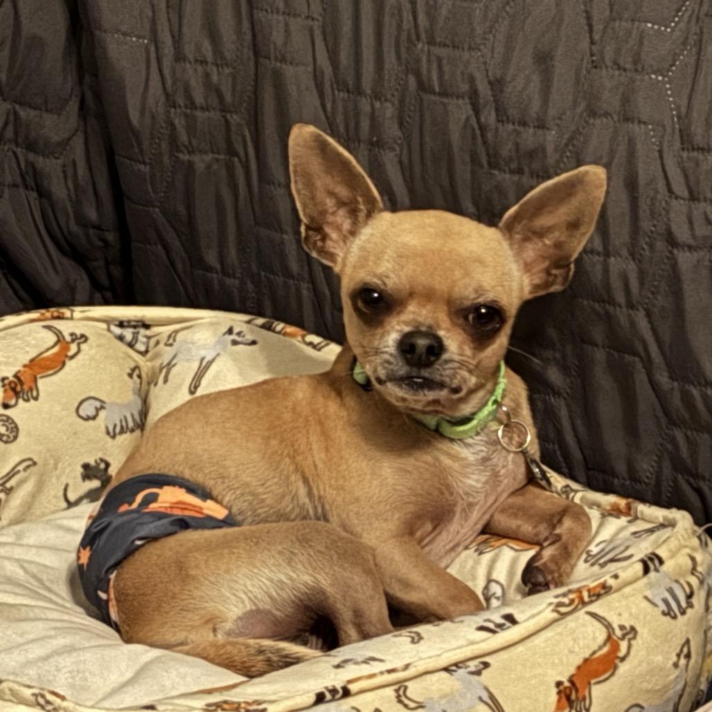 Enlarge H. Essen, a Adoptable Chihuahua in Katy, TX image 5/5