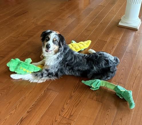 Otis, ADOPTABLE, Adult Male Australian Shepherd.