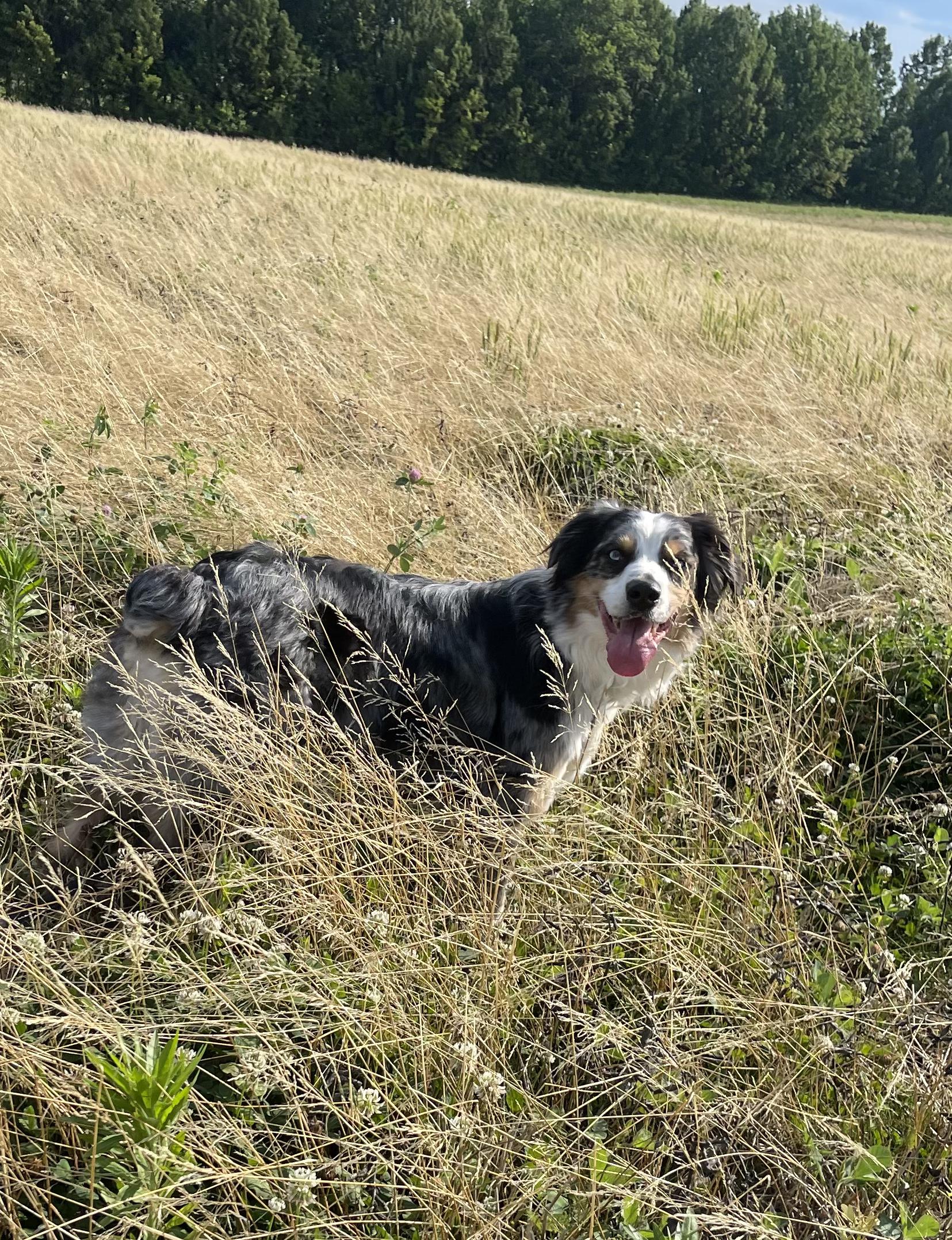 Otis, a ADOPTABLE Australian Shepherd in Middletown, MD image 5/6