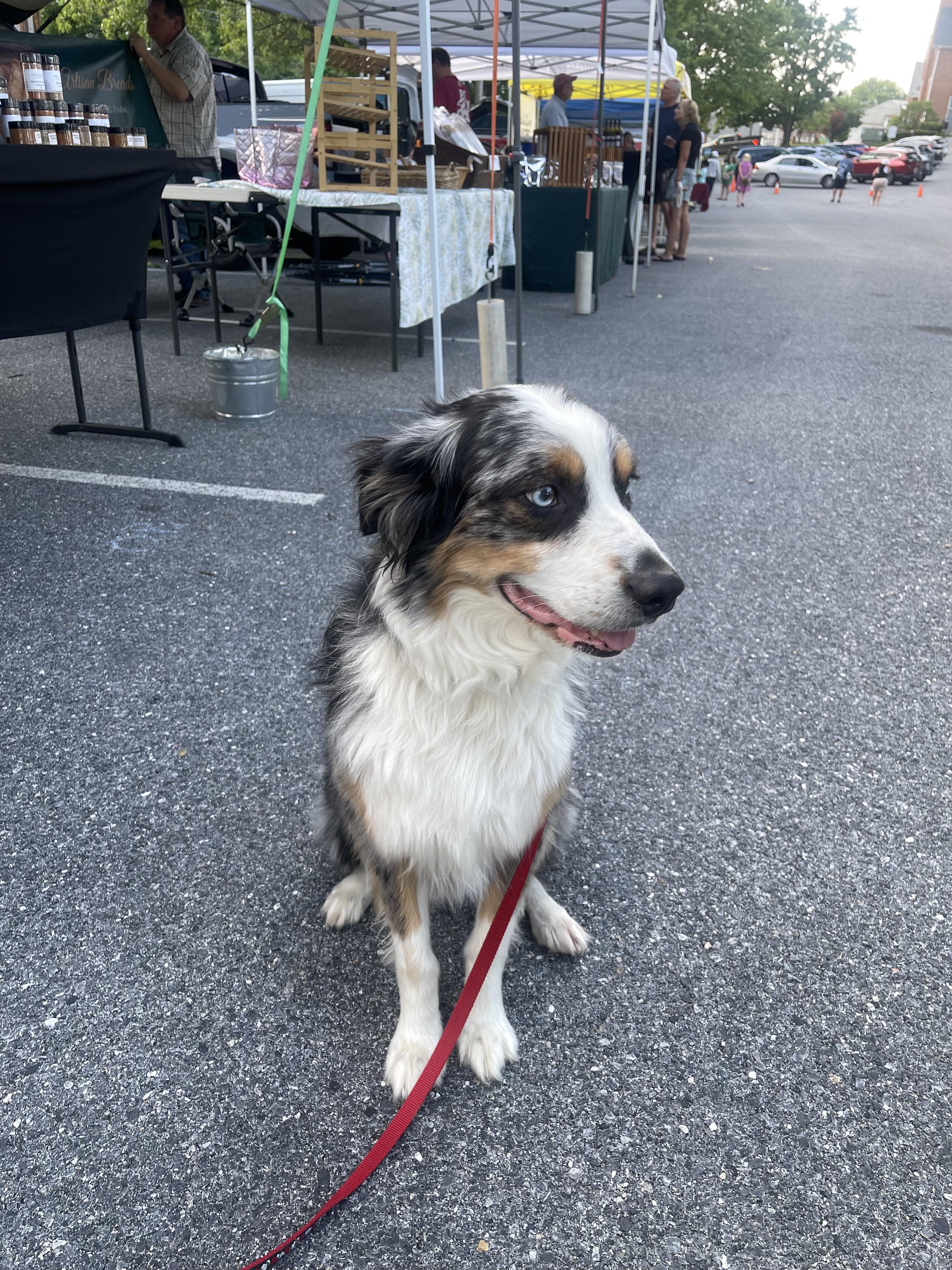 Otis, a ADOPTABLE Australian Shepherd in Middletown, MD image 3/6