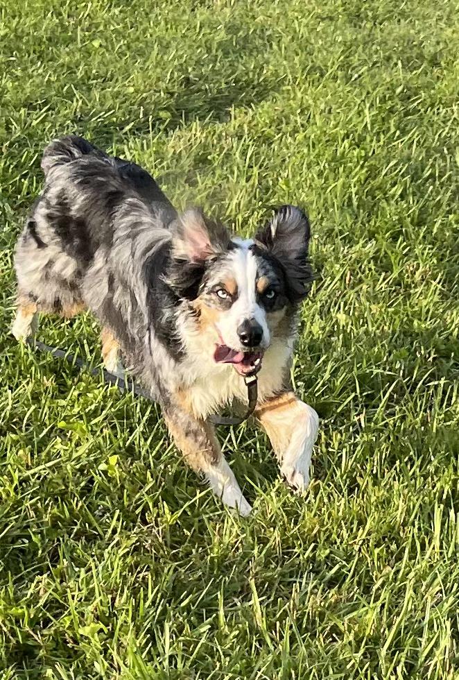 Otis, a ADOPTABLE Australian Shepherd in Middletown, MD image 1/6