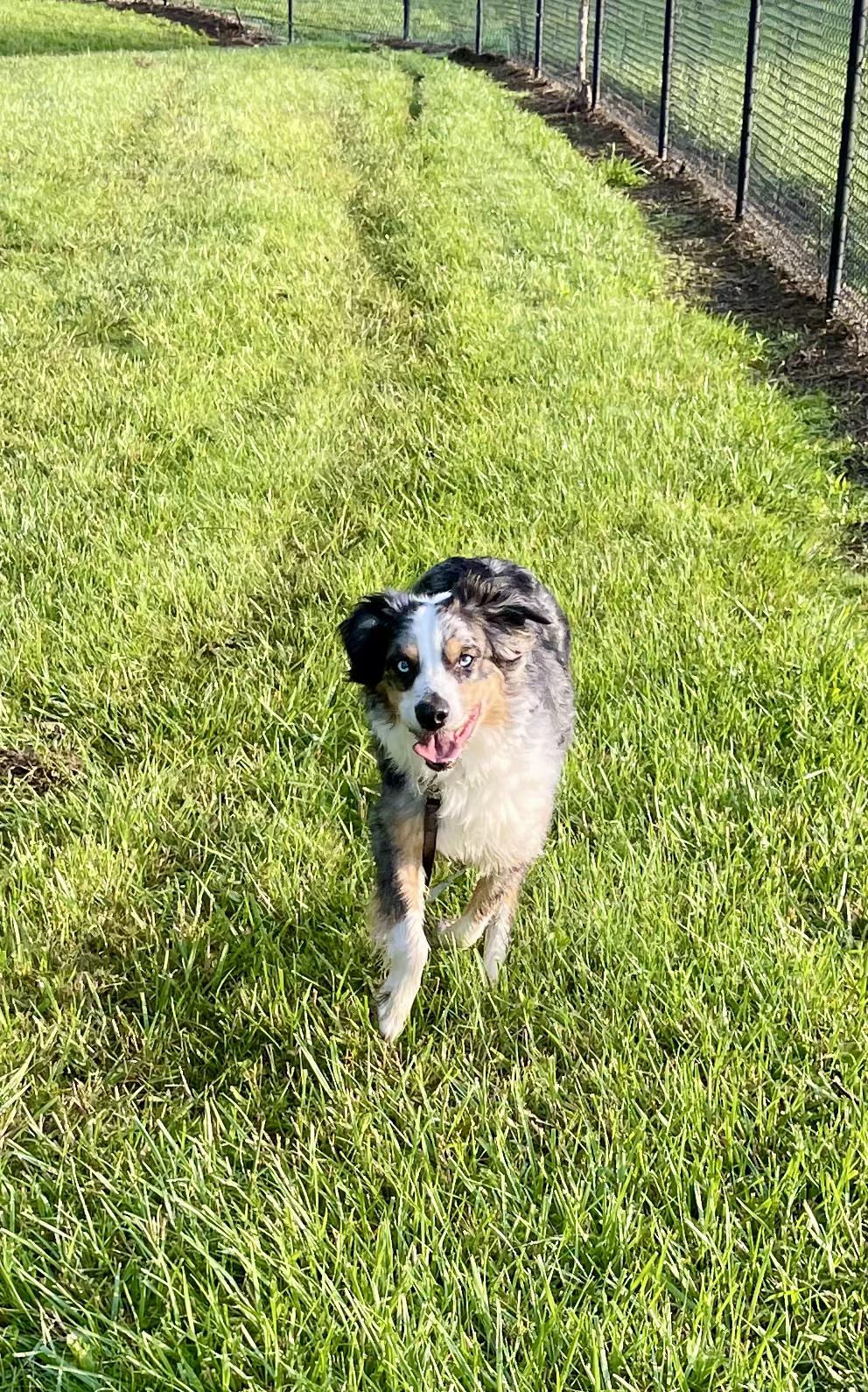 Otis, a ADOPTABLE Australian Shepherd in Middletown, MD image 4/6