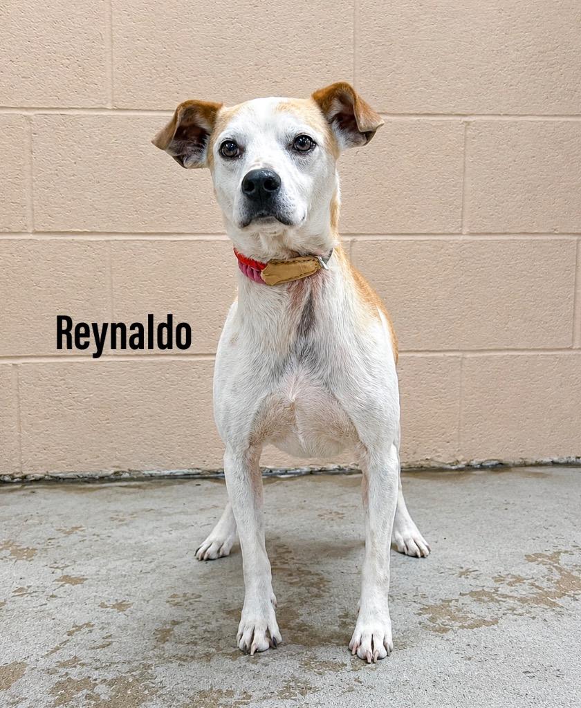Reynaldo, Adoptable, Adult Male Hound.