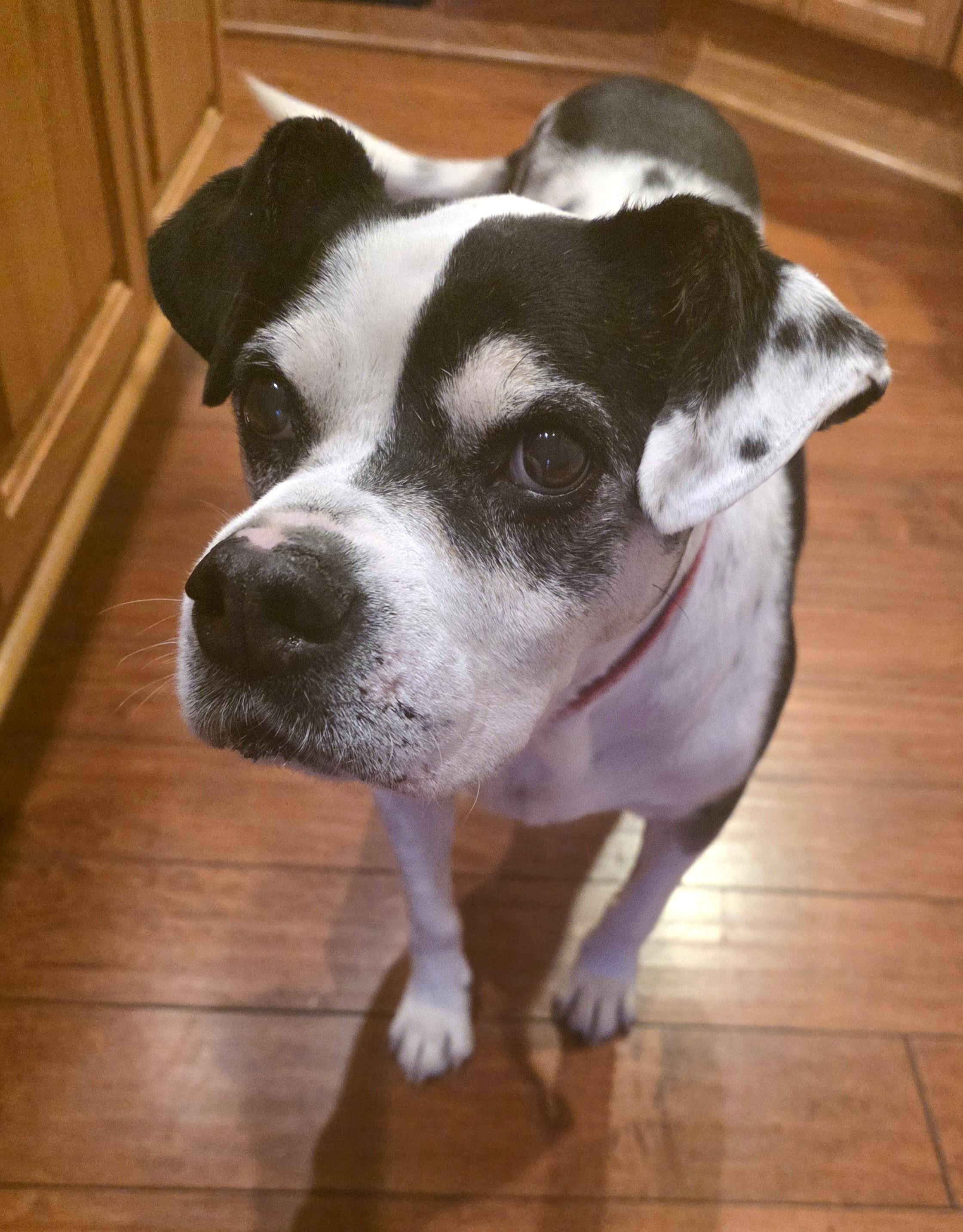 Enlarge Mabel, a ADOPTABLE mixed breed in Lisbon, IA image 6/6