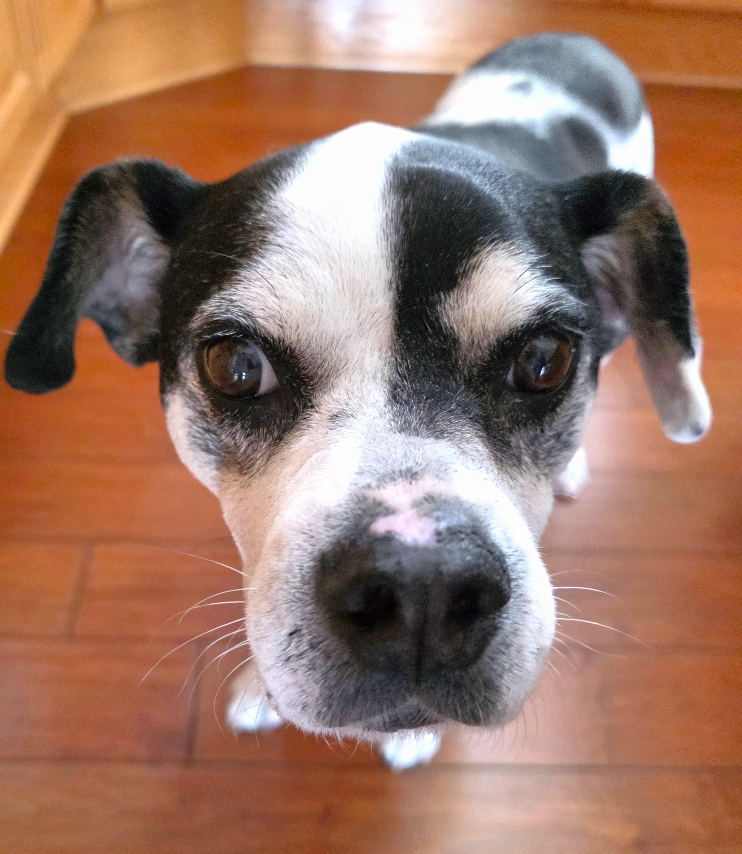 Enlarge Mabel, a ADOPTABLE mixed breed in Lisbon, IA image 5/6